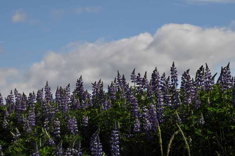 lupine